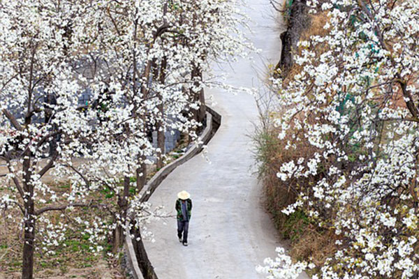 川西丹巴梨花