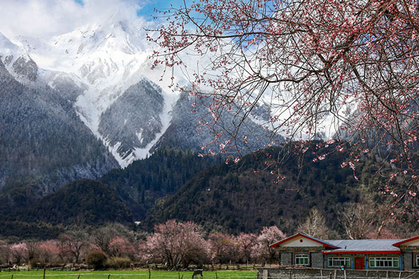 成都到林芝旅游包車賞桃花