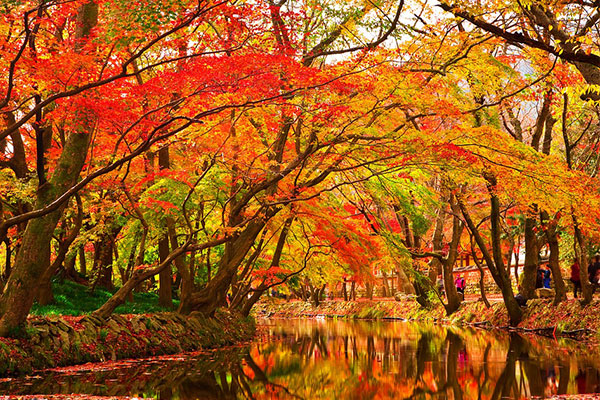 成都包車到川西紅楓嶺看紅葉攻略