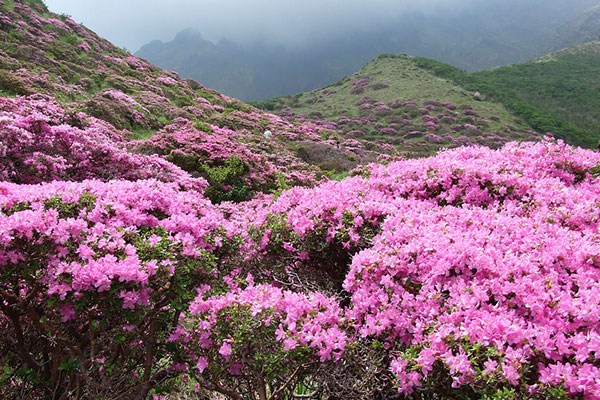 西嶺雪山杜鵑花