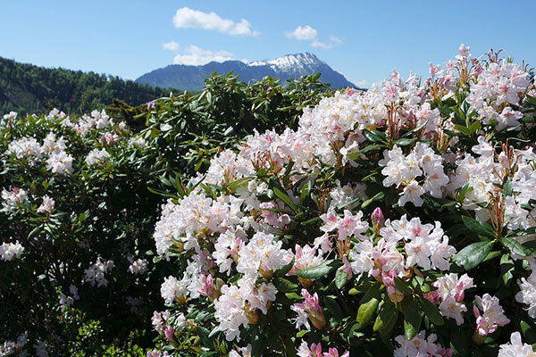 四川最美杜鵑花觀賞地盤(pán)點(diǎn)