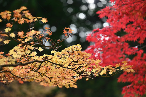 四川租車自駕游賞紅葉路線推薦